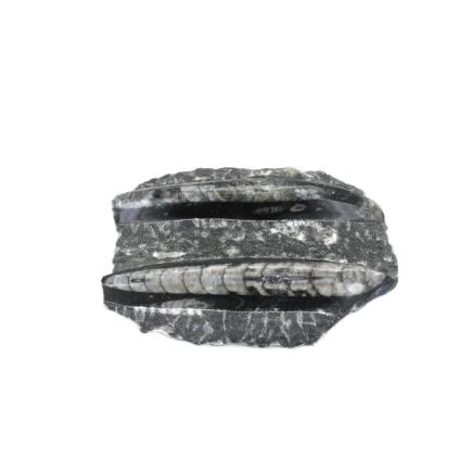 Orthoceras Pair in Matrix