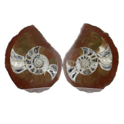 Ammonite Various Pair