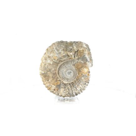 Medium Ammonite