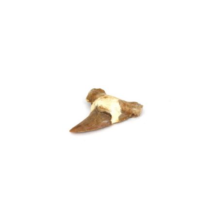 Otodus Shark Tooth Fossil