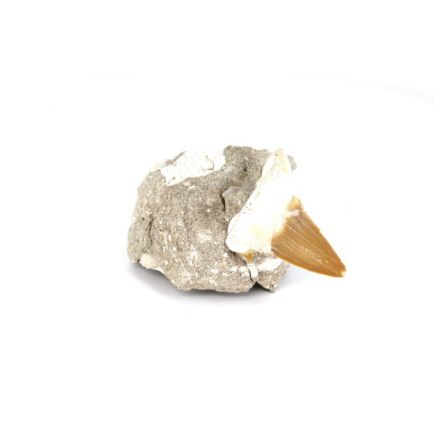Otodus Shark Tooth Fossil on Matrix