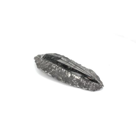 Orthoceras in Matrix