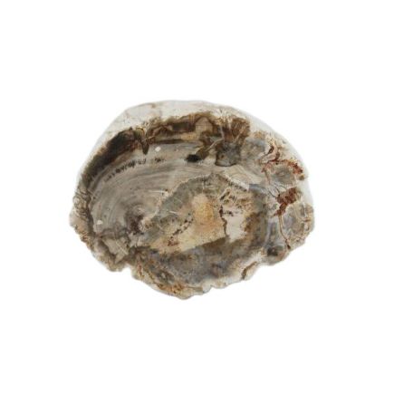 Petrified Wood Branch 6