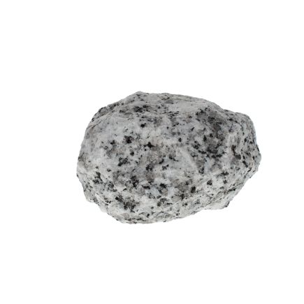 Jasper Dalmatian 2
