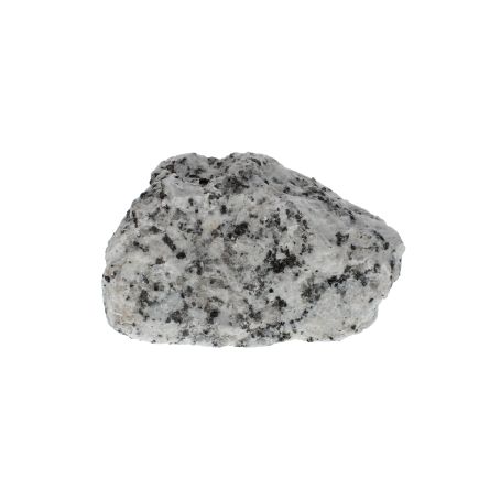 Jasper Dalmatian 1