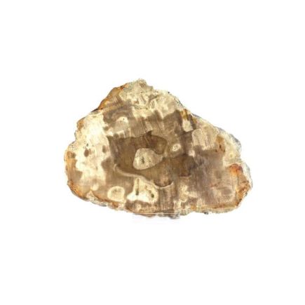 Petrified Wood Slab No 12