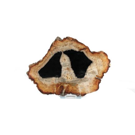 Petrified Wood Slab No 11