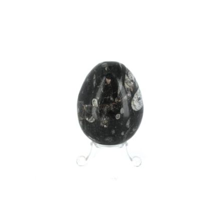 Orthoceras Egg