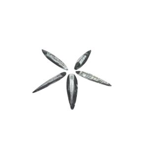 Orthoceras - Small (5 Pack)