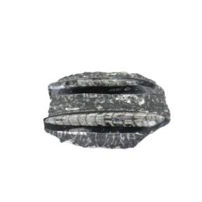 Orthoceras Pair in Matrix