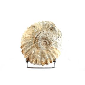 Large Ammonite