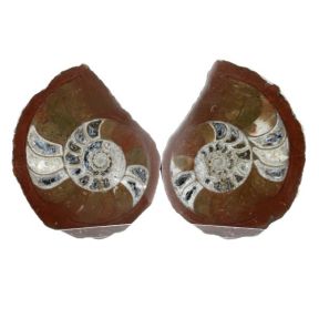 Ammonite Various Pair