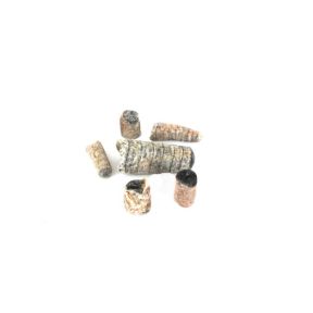 Orthoceras In Display Box