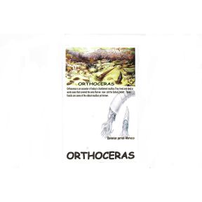 Orthoceras In Display Box