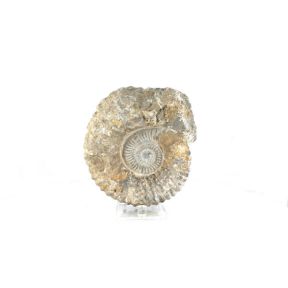 Medium Ammonite