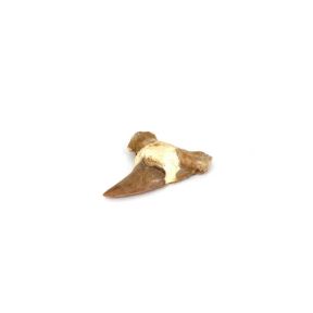 Otodus Shark Tooth Fossil