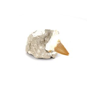 Otodus Shark Tooth Fossil on Matrix
