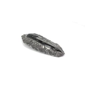 Orthoceras in Matrix