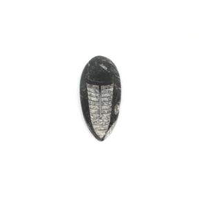 Polished Orthoceras