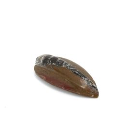 Orthoceras In Polished Brown Matrix