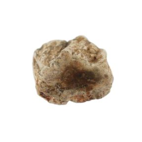 Petrified Wood Branch 4