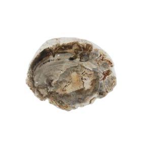 Petrified Wood Branch 6