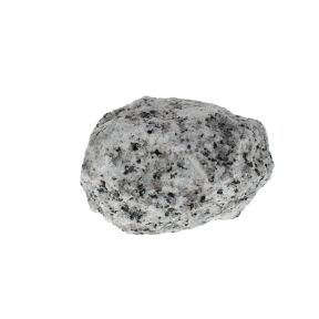 Jasper Dalmatian 2