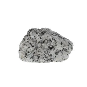 Jasper Dalmatian 1