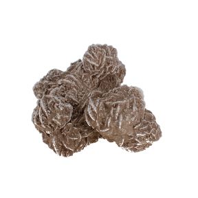 Desert Rose Rosette 12
