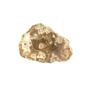 Petrified Wood Slab No 12