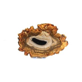 Petrified Wood Slab No 6