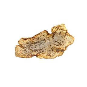 Petrified Wood Slab No 7