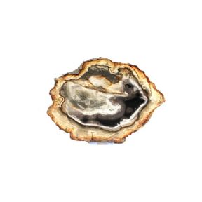 Petrified Wood Slab 9