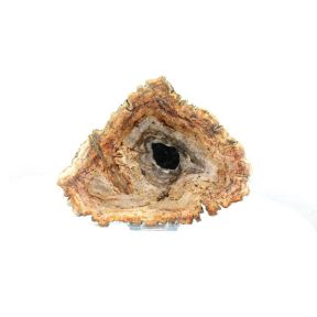 Petrified Wood Slab No 10