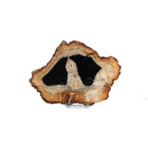 Petrified Wood Slab No 11
