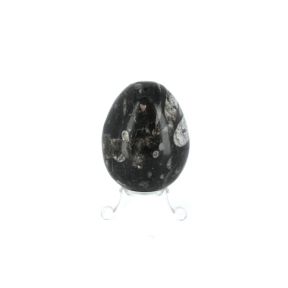 Orthoceras Egg
